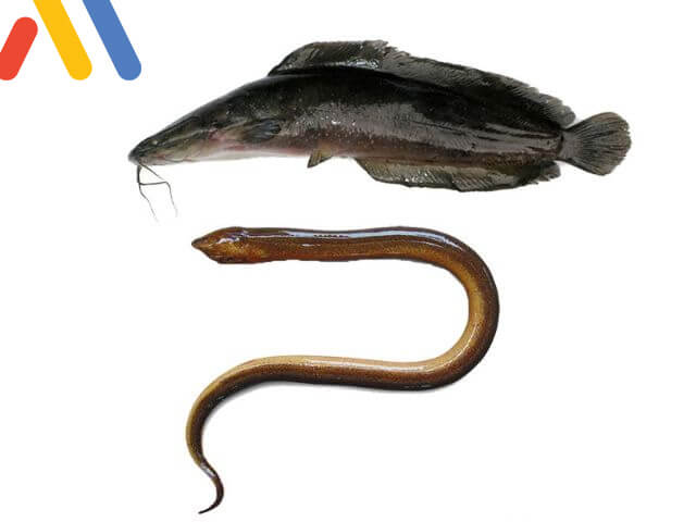 Dùng lươn, cá lóc luồn lách vào để thông tắc bồn cầu ngồi xổm